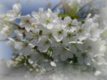 Kirsche2[1]